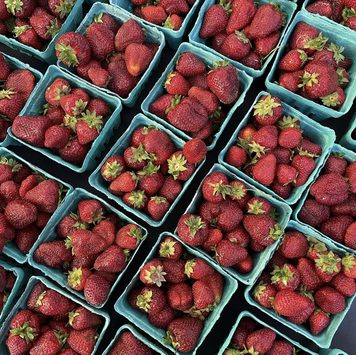 grownyc