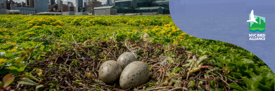 nyc bird alliance at the nest climate campus